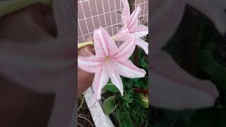 bunga Amaryllis amaryllis Flowering rooftopgarden [upl. by Nickles]