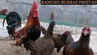 Eugenio Becerril  Beautiful Show Birds Shamo Asil Rancho Burras Prietas [upl. by Yesnnyl]