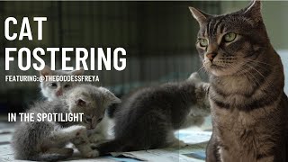 In the Spotlight Fostering Cats [upl. by Lundberg]