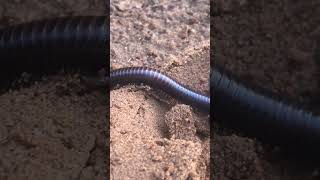 Millipede close shot [upl. by Jeffers]