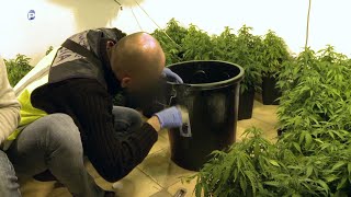 Encuentran 229 plantas de marihuana en una casa [upl. by Einnaej252]