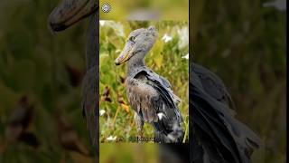 The shoebill bird is large 😱 shorts birds [upl. by Jacquetta481]