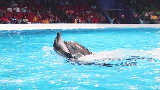 Best of Dubai Dolphin Show at Dubai Dolphinarium 2020 [upl. by Ailedroc190]