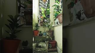 Beautiful aralia plant repotting🌱🌱 viral shortvideo indoorplants [upl. by Alusru]