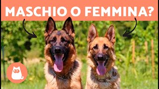 Differenze tra PASTORE TEDESCO Maschio e Femmina 🐕 Quale Scegliere [upl. by Ontine]