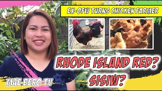 Benefits of Raising and Selling RHODE ISLAND RED CHICKS [upl. by Austreng]