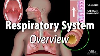 Overview of the Respiratory System Animation [upl. by Barling]