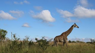 Giraffe Walk A Majestic Sight Tallest Animal on Earth [upl. by Bahe]