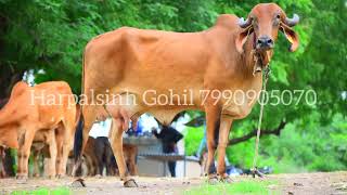 Milking Gir cow for sale Harpalsinh Gohil 7990905070 [upl. by Harley]