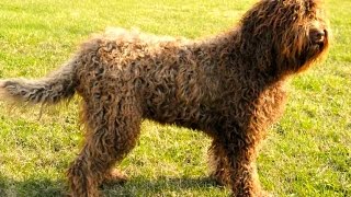 Barbet Perro de Agua Frances  Raza de Perro [upl. by Ciardap236]