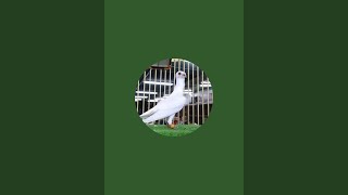 سهرة خفيفة عند الحمامات بدأت قناة quot fly Pigeons عشاق الحمامquot بثًا مباشرًا [upl. by Jaime]