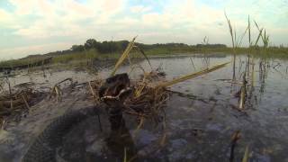 Cottonmouth in the decoys [upl. by Hgielrebmik348]