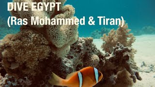 Dive Egypt 2024 [upl. by Hanforrd92]