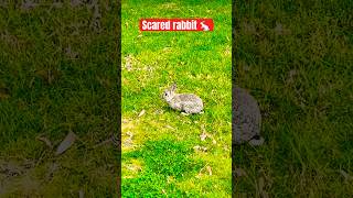 Scared rabit  shorts viralvideo trending india [upl. by Rochelle762]