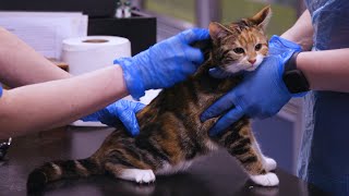 A day in the life of a vet  Working at Cats Protection [upl. by Aynuat]