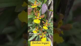 Oncidium longipes nativa no leque de madeira [upl. by Sivram]