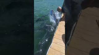 Tarpon Fishing Islamorada Florida [upl. by Asen]