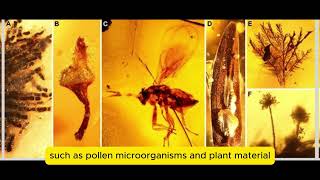 Amber Discovery in Antarctica Reveals Prehistoric Warm Climate and Forest Ecosystems [upl. by Amiel]