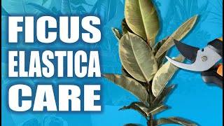 Ficus Elastica Rubber Plant 7 Essential Care Tips for [upl. by Aro]