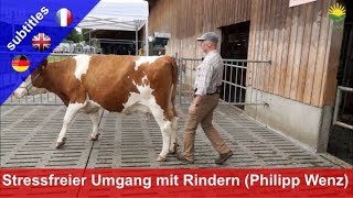 Stressfreier Umgang mit Rindern  Philipp Wenz zeigt Methode quotLow Stress Stockmanshipquot [upl. by Bret]