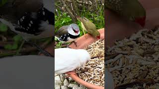 Star finch zebra finch and diamond firetail finch bird birds finch aviary nature [upl. by Irmina]