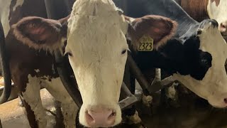 Milking Fleckvieh Cows [upl. by Joslyn]