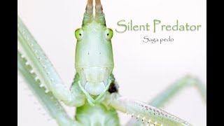 Saga pedo Stregona dentellata [upl. by Enywtna688]