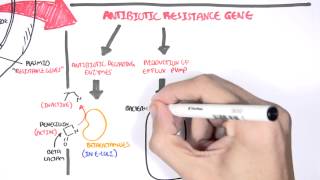 Microbiology  Bacteria Antibiotic Resistance [upl. by Enyallij28]