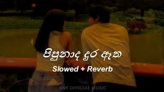 Pipunada Dura Atha පිපුණාද දුර ඈත  Slowed  Reverb Sayuruu [upl. by Olympia422]