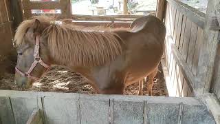 part 7 Horse farming in everyday life horse sounds riding horses horse carriages [upl. by Griffy]