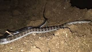 Castoes Coral Snake in Malayalam [upl. by Labinnah]