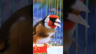 Best goldfinch chirping in the world for bird training birdsounds [upl. by Htrap]