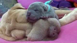 Blauwe sharpei pups geboren 6 oktober 2014 1 dag oud [upl. by Raouf402]