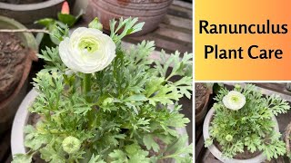 Ranunculus plant care  How to grow and care Ranunculus plant in pots at home [upl. by Nessa652]