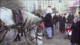 Horse Drawn Carriage Cruelty [upl. by Furmark726]