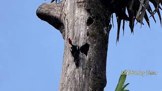 Lineated Woodpecker at the Nest  Birds of Costa Rica birds nature wildlife [upl. by Enyar]