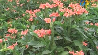 Package of practices for crossandra cultivation [upl. by Hailed]