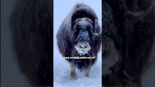 Musk ox 🤔shorts sciencefacts viral science youtubeshorts facts [upl. by Danila213]