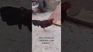 Gallito Kelso cardenal con Albany saliendo de pluma [upl. by Fitalludba]