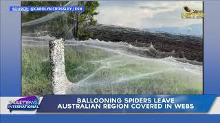 Ballooning spiders leave Australian region covered in webs [upl. by Anahc]