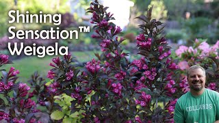 Shining Sensation™ Weigela  Weigela florida Shining Sensation [upl. by Akimal]