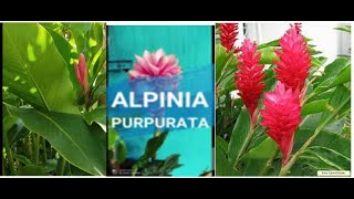 Alpinia Purpurata Sembrando plantulas [upl. by Elokkin]