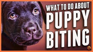 Puppy Biting Learn Bite Inhibition Training [upl. by Ecnarual]