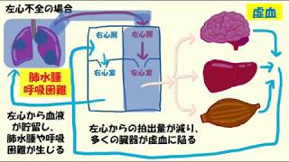 C 9 心不全 basic [upl. by Ban137]