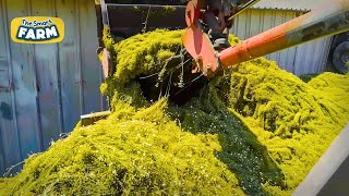 INCREDIBLE Chamomile Production Line How Chamomile Tea is Made [upl. by Calypso600]