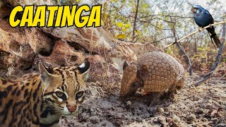 ANIMAIS INCRÍVEIS DA CAATINGA BRASILEIRA EXPLORANDO A FAUNA ÚNICA DO SERTÃO [upl. by Killen719]