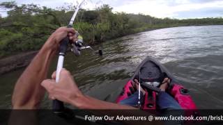 Brisbane River Bull Sharks On Dragon Kayaks [upl. by Nrobyalc2]