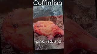 5 Weird Coffinfish Facts That Will Blow Your Mind” critterchronicles shorts [upl. by Noiramed]