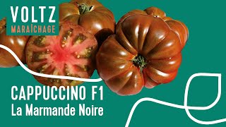 Tomate 🍅 Cappuccino F1  VOLTZ Maraîchage [upl. by Lida319]