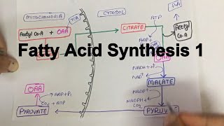 Fatty Acid SynthesisPart 1 [upl. by Christin]